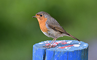 European Robin (Erithacus rubecula)